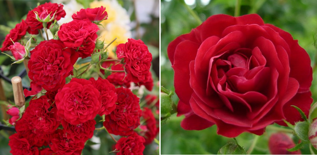 Rosa (R) `Crimson Siluetta`®.png